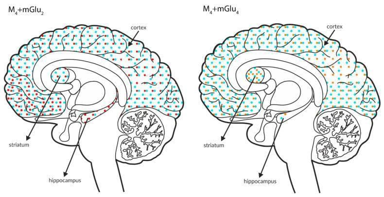 This medical illustration consists of two sagittal-view anatomical diagrams of the human brain, serving as a Comparison Chart for neurotransmitter receptor co-expression. The diagrams specifically map the distribution of muscarinic and metabotropic glutamate receptors across the cortex, striatum, and hippocampus. The left schematic illustrates the co-expression of M4 receptors (light blue dots) and mGlu2 receptors (red dots), showing dense, uniform coverage in the cortex and striatum, with a relatively lower density in the hippocampus. The right schematic illustrates the co-expression of M4 receptors (light blue dots) and mGlu4 receptors (orange dots); here, the distribution is uniform in the cortex, but notably less dense in the striatum and hippocampus compared to the first diagram. These diagrams facilitate a visual comparison of neuroreceptor localization, which is critical for understanding the pathophysiology of schizophrenia and the development of targeted antipsychotic therapies. The content is designed for intermediate to advanced neuroscience education, focusing on neuroanatomy and synaptic pharmacology.