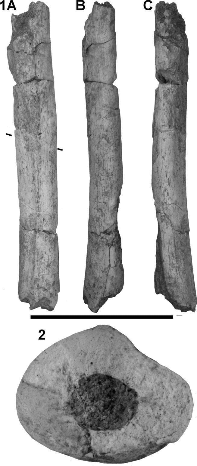 A clinical photograph of a human bone specimen representing the femoral diaphysis of a left femur. The visual content is organized into multiple views: labeled 1A (posterior), 1B (medial), and 1C (lateral) showing the longitudinal shaft, and label 2 showing a transverse cross-section. The bone fragment is approximately 218 mm in length and appears off-white to grey, with visible reconstruction seams and irregular transverse breaks at both the proximal and distal ends. The cortical surface is generally well-preserved on the posterior and medial aspects, though some anterior cortical bone is missing. Image 2 demonstrates the internal anatomy through a cross-sectional view, highlighting a markedly thick and dense cortical bone layer surrounding a central medullary cavity filled with dark granular material. The cross-section reveals an oval morphology with significant mediolateral expansion and a lack of a distinct pilaster. Clinical and educational significance includes the demonstration of paleoanthropological bone morphology, cortical thickness variations, and perimortem or post-mortem surface modifications such as carnivore tooth-marks (pits and notches) located at the extremities.