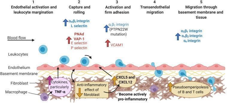 A pathophysiology diagram illustrating the multi-step leukocyte adhesion cascade in the context of chronic inflammatory arthritis. The diagram depicts five sequential stages: 1) Endothelial activation and leukocyte margination within blood flow; 2) Capture and rolling, mediated by αMβ2 integrin and L-selectin on leukocytes interacting with endothelial PNAd, VAP-1, and E/P-selectins; 3) Activation and firm adhesion, involving αLβ2 integrin (noting PTPN22W mutation) and VCAM1; 4) Transendothelial migration through the endothelial monolayer; and 5) Migration through the basement membrane and synovial tissue facilitated by α5β1, αvβ3, and α6 integrins. The model highlights the role of the inflammatory microenvironment, showing macrophages producing TNF-α and fibroblasts transitioning from an anti-inflammatory state to an actively pro-inflammatory state. This transition involves the shuttling of chemokines CXCL5 and CXCL12 to the endothelium. The final stage illustrates pseudoemperipolesis of B and T cells within the tissue stroma. This educational visual explains the cellular and molecular mechanisms of pathogenic leukocyte recruitment in rheumatoid and psoriatic arthritis.