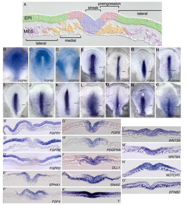 Educational developmental biology composite illustrating gene expression patterns during gastrulation in a stage 4 chicken embryo. Figure A: Schematic transverse section defining key morphological domains: lateral epiblast (green), preingression epiblast (pink), primitive streak (lavender), medial mesoderm (orange), and lateral mesoderm (purple). Panels B-O: Whole-mount in situ hybridization (ISH) images showing mRNA localization for 14 signaling molecules and receptors, including FGFR1-3, EPHA1, FGF4/8, PDGFRA, DLL1, SNAI2, T (Brachyury), WNT5B/8A, NOTCH1, and EFNB2. Panels B'-O': Corresponding transverse histological sections providing high-resolution visualization of spatial distribution across tissue layers. Distinctive staining patterns demonstrate differential expression: FGFR2/3 are localized to the lateral epiblast; EPHA1, FGF4/8, and DLL1 are concentrated in the preingression epiblast and primitive streak; while EFNB2 and WNT8A show broad expression in the mesoderm. This comparison illustrates the complex combinatorial gene regulation driving epithelial-to-mesenchymal transition (EMT) and mesodermal patterning during vertebrate development.