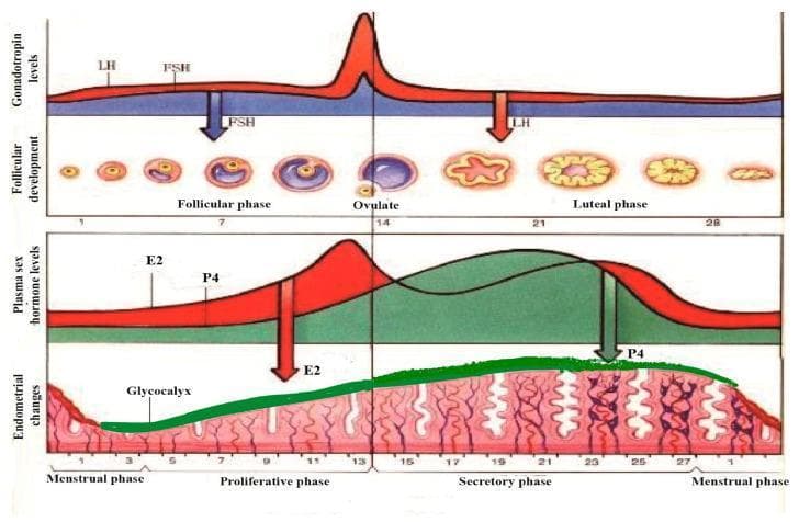 A multi-panel pathophysiology diagram illustrating the synchronous physiological changes during a standard 28-day human menstrual cycle. The top panel graphs gonadotropin levels, showing a sharp surge in Luteinizing Hormone (LH) and a moderate rise in Follicle-Stimulating Hormone (FSH) at day 14, correlating with the follicular phase, ovulation, and luteal phase stages. The corresponding follicular development shows the maturation of a primary follicle into a Graafian follicle, ovulation, and the formation of the corpus luteum and corpus albicans. The middle panel tracks plasma sex hormone levels, highlighting the mid-cycle peak of Estradiol (E2) and the post-ovulatory rise of Progesterone (P4). The bottom panel depicts endometrial morphology, transitioning from the menstrual phase to the proliferative and secretory phases. A green-shaded layer highlights the glycocalyx development, which thickens and becomes most prominent during the secretory phase under the influence of P4, before thinning during menstruation. The diagram demonstrates the hormonal regulation of the ovary and uterine lining for medical educational purposes.