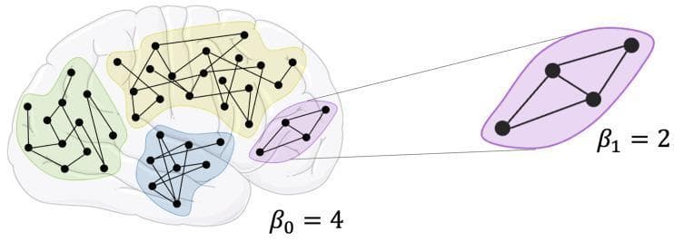 This medical illustration presents a pathophysiology diagram demonstrating topological network analysis applied to brain connectivity. A lateral-view outline of a human brain serves as the background for four distinct colored clusters (green, yellow, blue, and purple), representing different neural regions or functional networks. Each cluster contains black nodes (vertices) interconnected by black lines (edges) of varying densities, simulating a brain graph or connectome. The diagram uses homology-based topological indices, specifically Betti numbers, to characterize the network. The annotation β0 = 4 is shown for the overall graph, indicating four distinct path-connected components corresponding to the colored clusters. A callout box provides a zoomed-in view of the purple region, annotated with β1 = 2, representing the number of independent loops or cycles within that specific sub-network. This visual represents advanced neuroimaging concepts used to quantify brain structure and functional integration in network neuroscience.