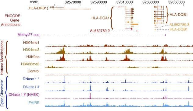 This genomic visualization displays ENCODE chromatin annotations within a 114 kb region of the human HLA locus on chromosome 6, focusing on the HLA-DRB1, HLA-DQA1, and HLA-DQB1 genes. The diagram utilizes a genome browser format to illustrate the relationship between gene structure, DNA methylation, histone modifications, and chromatin accessibility in the GM12878 lymphoblastoid cell line. The top tracks delineate gene isoforms and non-coding transcripts, followed by a Methyl27-seq track showing CpG methylation at the HLA-DQB1 promoter. Histone modification tracks (H3K4me1, H3K4me3, H3K9ac, and H3K36me3) reveal transcriptional regulatory patterns: H3K4me3 and H3K9ac exhibit sharp peaks at transcriptional start sites, while H3K4me1 shows broader enrichment indicative of enhancers. The bottom section details open chromatin regions via DNase I hypersensitivity (using two protocols) and FAIRE-seq signals, highlighting regulatory hubs. A comparative DNase I track for the NHEK cell line demonstrates cell-type-specific variations in chromatin accessibility. This visualization serves as an educational tool for understanding the complex epigenetic regulation of the Human Leukocyte Antigen (HLA) system.