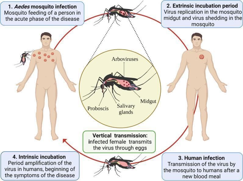 This pathophysiology diagram illustrates the urban transmission cycle of arboviruses between Aedes mosquitoes and human hosts. The cycle is depicted in four numbered stages. Stage 1: Vector infection occurs when a mosquito feeds on a human during the acute viremic phase, indicated by red cutaneous markers. Stage 2: The extrinsic incubation period involves viral replication in the mosquito's midgut and subsequent dissemination. A central anatomical inset labels the mosquito's proboscis, salivary glands (the viral reservoir), and midgut. Stage 3: Human infection occurs when the infectious mosquito transmits the virus during a subsequent blood meal. Stage 4: The intrinsic incubation period involves viral amplification within the human host leading to symptom onset. Additionally, the diagram illustrates 'Vertical transmission,' where infected female mosquitoes transmit the virus through eggs. The visual highlights the biological barriers within the vector (midgut and salivary glands) and the transition between viremic hosts and infectious vectors, relevant to diseases such as Dengue, Zika, and Chikungunya.