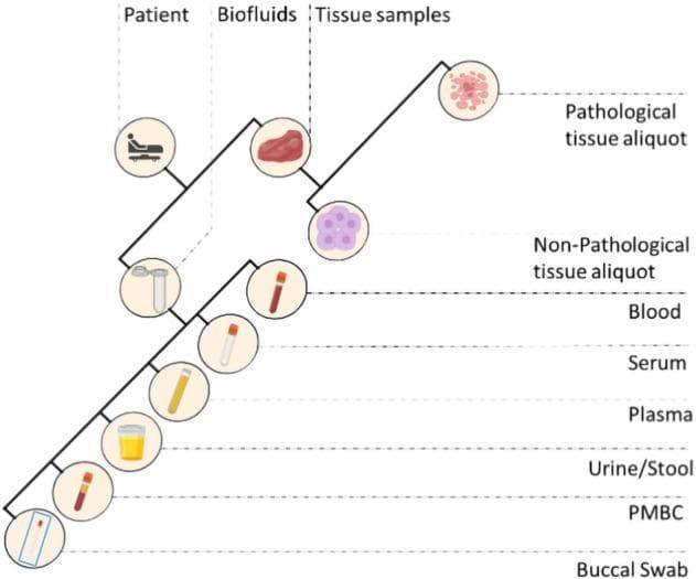An educational flowchart illustrating the organization and classification of various human biospecimens collected in a standard clinical biobank. The diagram follows a hierarchical structure originating from the 'Patient' and branching into two primary categories: 'Biofluids' and 'Tissue samples.' The 'Tissue samples' category further differentiates into 'Pathological tissue aliquot,' represented by irregular cell clusters, and 'Non-Pathological tissue aliquot,' represented by organized cellular structures. The 'Biofluids' category includes several sub-types represented by specific collection containers: blood (whole blood in a red-topped tube), serum (clear yellowish fluid), plasma (transparent light yellow fluid), urine/stool (yellow liquid in a specimen container), peripheral blood mononuclear cells (PMBC, shown in a tube), and buccal swabs (represented by a slide/swab). This diagram demonstrates the diverse material types essential for oncology research and translational medicine, emphasizing the standardized nomenclature and segregation required for high-quality biospecimen management.