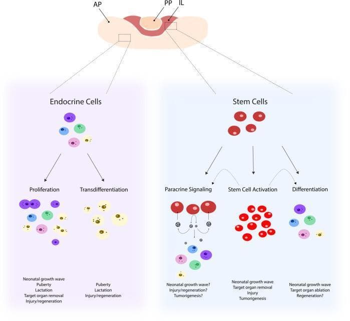 This medical pathophysiology diagram illustrates the cellular mechanisms underlying the remodeling of the pituitary gland landscape. At the top, a cross-section of the pituitary gland is shown with labels for the anterior pituitary (AP), posterior pituitary (PP), and intermediate lobe (IL). The diagram branches into two main pathways: Endocrine Cells and Stem Cells. The Endocrine Cells section demonstrates two modulation pathways: Proliferation (increase in cell number) and Transdifferentiation (transformation into different endocrine cell types), influenced by triggers like puberty, lactation, and injury. The Stem Cells section depicts three potential fates: Paracrine Signaling (releasing signals to surrounding cells), Stem Cell Activation (multiplication and upregulation of stemness), and Differentiation (maturation into specialized endocrine cells). These processes are linked to physiological and pathological states including the neonatal growth wave, target organ removal, tumorigenesis, and tissue regeneration. The illustration uses color-coded circles to represent various differentiated hormone-producing cells and red circles for undifferentiated stem cells.