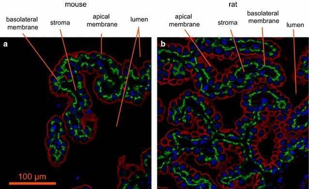 This diagnostic image consists of two immunofluorescence microscopy panels (a, mouse; b, rat) showing ion transporter localization in the choroid plexus epithelium of the fourth ventricle. The micrographs demonstrate a distinct cellular architecture with clear polarization. The Na+, K+-ATPase alpha-1 subunit is stained red, localized prominently to the apical membrane (brush border) facing the ventricular lumen. The Na+, HCO3- cotransporter NCBE/NBCn2 (Slc4a10) is stained green, localized specifically to the basolateral membranes of the epithelial cells facing the central stroma (interstitium) where capillaries reside. To-pro 3 DNA stain (blue) identifies the nuclei distributed within the cuboidal epithelial cell bodies. The images illustrate the structural basis for cerebrospinal fluid (CSF) secretion, showing the physical separation of blood-side (basolateral) and CSF-side (apical) transport proteins. A scale bar of 100 um is provided for reference. This material serves as a high-level educational resource for neurobiology and renal-like transport physiology at the blood-CSF interface.