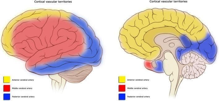 This anatomical diagram illustrates the cortical vascular territories of the human brain through lateral (left) and midsagittal (right) views. The territories are color-coded to differentiate the areas supplied by the three major cerebral arteries. The Anterior Cerebral Artery (ACA) territory, highlighted in yellow, encompasses the medial surface of the frontal and parietal lobes, extending to the superior border of the lateral surface. The Middle Cerebral Artery (MCA) territory, shown in red, dominates the lateral surface, covering the majority of the frontal, parietal, and temporal lobes, including the primary motor and sensory cortices. The Posterior Cerebral Artery (PCA) territory, marked in blue, supplies the occipital lobe, the inferior portion of the temporal lobe, and the posterior medial surface. The diagram serves as a clinical education tool for understanding stroke syndromes and neuroanatomical localization, highlighting the watershed zones where these arterial territories meet. Key structures visible include the cerebral cortex, cerebellum, and brainstem.