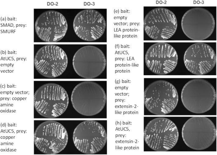 This composite diagnostic image displays results from a pairwise yeast two-hybrid (Y2H) analysis, a common molecular biology technique used to investigate protein-protein interactions (PPIs). The panel compares yeast growth on two different selective agar media: DO-2 (lacking tryptophan and leucine, selecting for the presence of both bait and prey plasmids) and DO-3 (lacking tryptophan, leucine, and histidine, selecting for a physical interaction between bait and prey proteins). Results are organized into rows (a-h). Row (a) serves as a positive control using the human TGF-β/Smad pathway proteins SMAD and SMURF, showing robust growth on both media. Rows (b, c, e, g) serve as negative controls using empty vectors, demonstrating growth on DO-2 but no growth on DO-3. Rows (d, f, h) test the interaction between the plant protein AtUC5 (uclacyanin 5) and various stress-related proteins. Significant growth on DO-3 in rows (d) and (f) indicates positive protein-protein interactions between AtUC5 and copper amine oxidase, as well as LEA protein-like protein. Row (h) shows minimal growth on DO-3, indicating a lack of significant interaction with extensin-2-like protein.