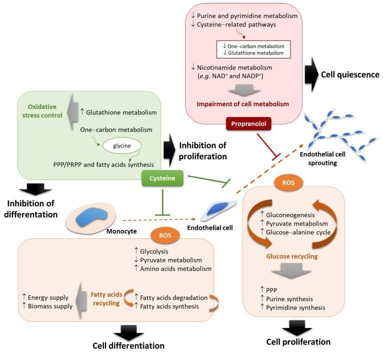 This pathophysiology diagram illustrates the metabolic signaling pathways regulating monocyte-to-endothelial cell differentiation and endothelial cell sprouting (angiogenesis). The visual is divided into three key regulatory branches. 1) ROS-Induced Differentiation: Reactive oxygen species (ROS) promote the differentiation of monocytes into endothelial cells by upregulating glycolysis, amino acid metabolism, and fatty acid recycling (degradation and synthesis) for energy and biomass supply. 2) ROS-Induced Proliferation: In mature endothelial cells, ROS stimulate sprouting and proliferation through glucose recycling (gluconeogenesis, pyruvate metabolism, and the glucose-alanine cycle), which feeds the pentose phosphate pathway (PPP) and purine/pyrimidine synthesis. 3) Inhibition Pathways: Cysteine inhibits monocyte differentiation and endothelial proliferation by diverting glycine from one-carbon metabolism toward fatty acid synthesis and glutathione metabolism for oxidative stress control. Propranolol blocks endothelial sprouting and proliferation by inducing an impairment of cell metabolism (decreasing purine/pyrimidine, cysteine, one-carbon, glutathione, and nicotinamide metabolism), ultimately leading to cell quiescence. The diagram uses up/down arrows and colored flow blocks to highlight how metabolic rewiring determines vascular cell fate.