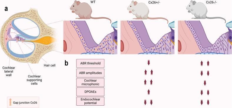 Educational diagram and comparative chart illustrating the pathophysiology of hearing sensitivity in relation to Connexin 26 (Cx26) gap junction networks within the cochlea. Section (a) features anatomical diagrams of the cochlear lateral wall and supporting cells across three mouse genotypes: Wild-type (WT), Cx26+/- (heterozygous deletion), and Cx26-/- (homozygous deletion). Gap junctions (Cx26) are represented by orange rectangular icons between cells; WT shows high density, Cx26+/- shows reduced density, and Cx26-/- shows a total absence. Section (b) is a comparative table summarizing auditory function changes. In Cx26+/- mice, downward arrows indicate decreased ABR thresholds and endocochlear potential, while upward arrows signify increased ABR amplitudes, cochlear microphonics (CM), and Distortion Product Otoacoustic Emissions (DPOAEs), suggesting hyperacusis-like hearing oversensitivity. In contrast, Cx26-/- mice show increased ABR thresholds and decreased levels across all other auditory parameters (ABR amplitudes, CM, DPOAEs, and endocochlear potential), indicating profound hearing loss. The image summarizes how partial gap junction loss triggers compensatory mechanisms that enhance cochlear amplification.