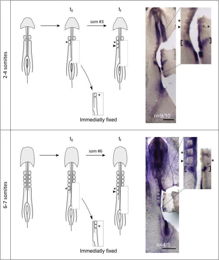 This scientific figure illustrates the oscillatory expression of the hairy1 gene during somitogenesis in early chick embryos. The image is divided into two panels: the top representing the 2-4 somite stage and the bottom representing the 6-7 somite stage. Each panel features a schematic representation of the experimental protocol and corresponding in situ hybridization results. The experimental setup demonstrates live-imaging where a newly formed somite cleft is identified at time t0; one side of the paraxial mesoderm is excised and fixed, while the contralateral side is cultured until the next somite (tf) forms. The right side of the figure displays microscopic photographs of the embryos after in situ hybridization for hairy1 mRNA (dark purple staining). High-intensity staining is visible within the segmented somites and the presomitic mesoderm. Asterisks and arrowheads indicate the sequential formation of somites, while brackets highlight consistent oscillatory expression domains between the t0 and tf stages. This visualization supports the biological concept that the segmentation clock is temporally coupled to physical somite formation along the anterior-posterior axis.