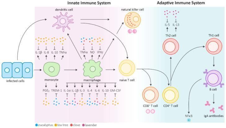 This medical pathophysiology diagram illustrates the mammalian immune response, divided into innate and adaptive systems, with an emphasis on the immunomodulatory effects of essential oils (eucalyptus, tea tree, clove, and lavender). The innate immunity section (left) depicts the transition from infected cells to monocytes and activated macrophages. It shows the secretion of pro-inflammatory and regulatory cytokines, including IL-1β, IL-8, IL-10, TNFα, PGE2, and TREM-1. Key cells shown include dendritic cells and natural killer (NK) cells. The adaptive immunity section (right) demonstrates the maturation of naive T cells into CD8+, CD4+, Th1, and Th2 lineages. It also illustrates the interaction between Th1 cells and B cells leading to the production of IgA antibodies. Colored dots represent specific essential oils that inhibit various signaling molecules, such as TNFα, NO, IFNγ, and various interleukins (IL-1α through IL-13), highlighting their roles in downregulating inflammatory pathways and nuclear factor kappa B (NFιB) signaling. This diagram serves as a clinical overview of cytokine signaling and the therapeutic potential of phytogenic compounds in immune regulation.
