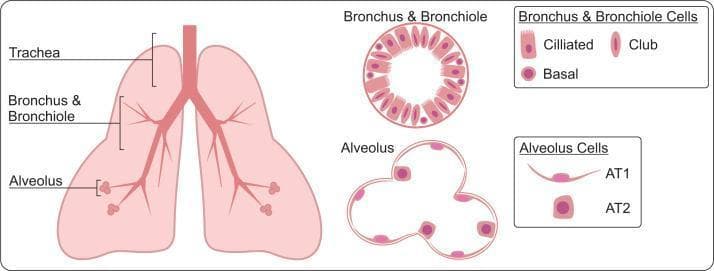 This medical illustration depicts the human lung architecture from a macroscopic to a microscopic cellular level. The left side features an anatomical diagram showing the hierarchy of the respiratory system: the central trachea bifurcates into the primary bronchi and smaller bronchioles, eventually terminating in alveolar sacs. To the right, high-magnification cross-sectional diagrams detail the micro-architecture and cellular composition of these regions. The Bronchus & Bronchiole section shows a circular lumen lined with three distinct cell types: elongated ciliated cells with hair-like projections, oval-shaped club cells, and circular basal cells. The Alveolus section illustrates the thin, multi-lobed structure of alveolar sacs, primarily composed of Alveolar Type 1 (AT1) cells, which are characterized as thin, flat squamous cells optimized for gas exchange, and Alveolar Type 2 (AT2) cells, which are larger, cuboidal cells responsible for surfactant production. This diagram serves as a physiological and histological reference for the organization of the lower respiratory tract.