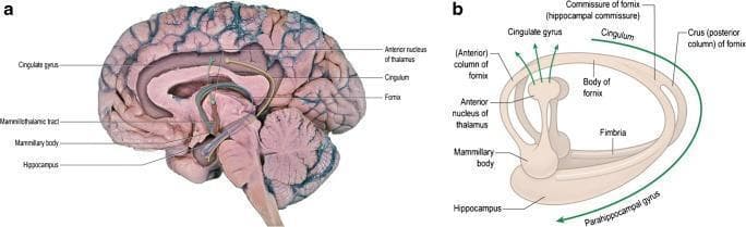 Educational neuroanatomical visual containing a clinical photograph and a schematic diagram (a and b) illustrating the Papez circuit and limbic system connectivity within the human brain. Image (a) presents a medial view of the right cerebral hemisphere with color-coded fiber tracts superimposed. It depicts the fornix (blue) originating from the hippocampal fimbria and terminating at the mammillary bodies, and the mammillothalamic tract of Vicq d’Azyr (red) connecting the mammillary bodies to the anterior nucleus of the thalamus. The cingulate gyrus and cingulum (green) are highlighted as key components projecting back to the hippocampal formation. Diagram (b) provides a simplified schematic of these relationships, labeling the crus, body, and anterior columns of the fornix, as well as the hippocampal commissure. The visual emphasizes the closed-loop functional anatomy of the Papez circuit, which is critical for memory processing and emotional regulation. Key structures shown include the hippocampus, parahippocampal gyrus, thalamus, and mammillary bodies. This content is suitable for intermediate to advanced medical education regarding neuroanatomy and limbic system pathways.