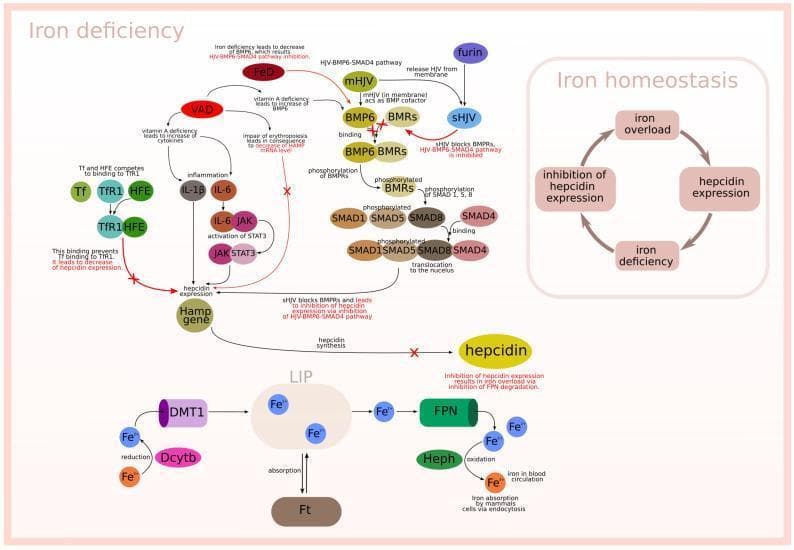 A complex pathophysiology diagram and cellular signaling flowchart detailing iron homeostasis and its dysregulation during iron deficiency and vitamin A deficiency (VAD). The illustration is divided into three functional zones. The upper-left section focuses on hepcidin regulation, showing how VAD and inflammation (IL-1β, IL-6) influence the Hamp gene via the HJV-BMP6-SMAD4 and JAK-STAT3 signaling pathways. It specifically notes that VAD leads to increased BMP6 and cytokines, while iron deficiency (FeD) results in the inhibition of these pathways. Competitive binding between Transferrin (Tf), HFE, and TfR1 is also shown as a regulatory mechanism. The bottom section depicts cellular iron transport: Fe3+ reduction by Dcytb, uptake via DMT1 into the labile iron pool (LIP), storage in ferritin (Ft), and export through ferroportin (FPN) coupled with oxidation by hephaestin (Heph) for systemic circulation. The right panel provides a high-level summary of the iron homeostasis feedback loop, illustrating the relationship between iron overload, hepcidin expression, iron deficiency, and hepcidin inhibition.
