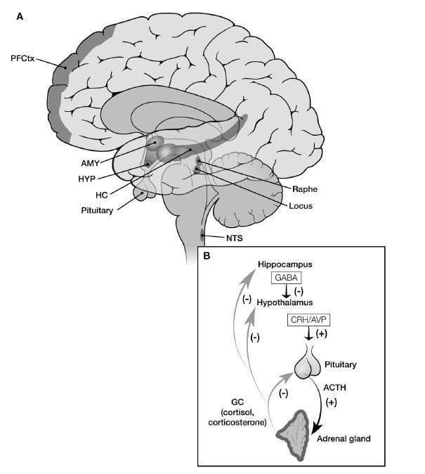 Anatomical diagram and pathophysiology flowchart illustrating the Hypothalamic-Pituitary-Adrenal (HPA) axis and its neurobiological regulation. Panel A presents a mid-sagittal view of the human brain, identifying key anatomical structures involved in stress response: prefrontal cortex (PFCtx), amygdala (AMY), hypothalamus (HYP), hippocampus (HC), pituitary gland, and brainstem nuclei including the Raphe nucleus, Locus coeruleus, and Nucleus of the Tractus Solitarius (NTS). Panel B is a schematic representation of the HPA endocrine cascade. It depicts activation (+) pathways where the hypothalamus releases CRH/AVP to stimulate the pituitary gland, which then secretes ACTH to stimulate the adrenal gland to produce glucocorticoids (GCs/cortisol). The diagram also illustrates negative feedback loops (-) where glucocorticoids inhibit the hippocampus, hypothalamus, and pituitary. Additionally, it shows the hippocampus exerting inhibitory control over the hypothalamus via GABAergic pathways. This visual resource is intended for medical education regarding endocrinology, neuroanatomy, and the physiological response to stress.