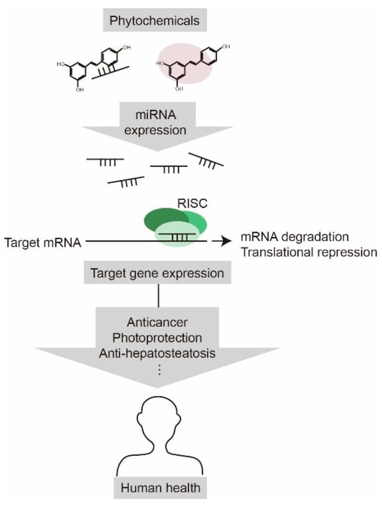 This pathophysiology diagram illustrates the signaling pathway through which phytochemicals modulate human health via microRNA (miRNA) regulation. The vertical flow begins with phytochemical molecules, represented by chemical structures, influencing 'miRNA expression'. The resulting miRNAs are shown interacting with the RNA-induced silencing complex (RISC), depicted as a green protein structure bound to 'Target mRNA'. This interaction leads to two primary molecular outcomes: 'mRNA degradation' and 'translational repression'. These inhibitory processes subsequently modify 'Target gene expression'. The diagram highlights the clinical significance of this pathway, specifically identifying 'anticancer', 'photoprotection', and 'anti-hepatosteatosis' effects as the therapeutic outcomes. The final stage of the algorithm links these molecular events to the broad promotion of 'Human health', represented by a silhouette icon. This educational visual is designed to explain the molecular mechanisms of nutriceuticals in human pathophysiology and gene silencing.