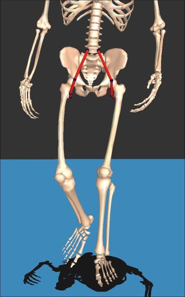 This musculoskeletal diagram features a 3D anatomical model of the human skeleton from an anterior view, illustrating the biomechanics of the psoas muscles during gait. The model is shown in mid-stride: the left leg is in the stance phase (straight and planted), while the right leg is in the swing phase (flexed at the hip and knee with dorsiflexion of the foot). The psoas major muscles are represented by bilateral red vector lines. Each muscle path is defined by three blue markers: the origin at the transverse processes of the lumbar spine (L5 region), a mid-path 'via point' at the pelvic brim (iliopectineal eminence), and the insertion at the lesser trochanter of the femur. This visualization highlights the dynamic changes in muscle length and the relationship between the lumbar spine, pelvis, and femur during locomotion. The image is designed for orthopedic and physical therapy education, specifically focusing on kinesiology, muscle modeling, and the functional anatomy of the hip flexors.