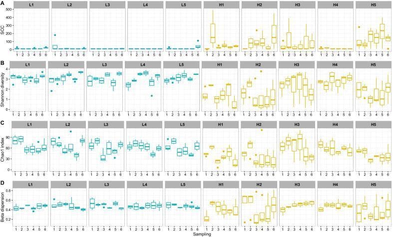 A multi-panel scientific figure displaying four rows of comparative boxplots (A–D) representing longitudinal udder microbiota data from 10 cows across six samplings. The cows are categorized into two groups: Low Somatic Cell Count (L-cows, L1–L5, shown in blue) and High Somatic Cell Count (H-cows, H1–H5, shown in yellow). Row A illustrates Somatic Cell Count (SCC), where L-cows demonstrate consistently low, stable levels while H-cows exhibit significantly elevated and fluctuating SCC values. Row B (Shannon diversity) and Row C (Chao1 index) represent alpha diversity metrics; L-cows show higher species evenness and richness with narrower interquartile ranges compared to the H-cows, which display lower diversity and higher variability. Row D shows 'Multivariate homogeneity of group dispersions' (beta dispersion), indicating that L-cows maintain a more stable microbial community over time, whereas H-cows exhibit greater dispersion and temporal instability. The data illustrates the relationship between inflammatory markers (SCC) and the health/stability of the bovine mammary microbiome, used here as a comparative model for infection and dysbiosis.