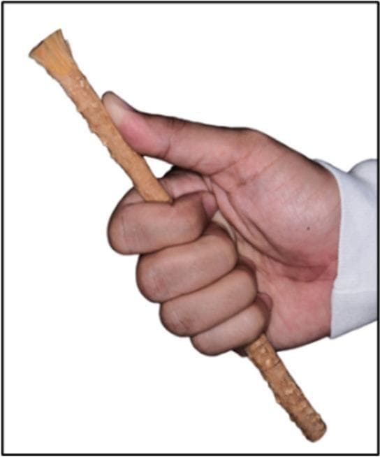 This clinical photograph demonstrates the specific 'five-finger grip technique' used for oral hygiene with a Salvadora persica chewing stick, also known as a miswak. The image displays a human hand holding the cylindrical, light-brown fibrous stick. The thumb is extended along the shaft to provide leverage and stability, while the four remaining fingers are curled around the body of the stick to secure it in a power grip. The distal end of the miswak is prepared for use, showing frayed, brush-like natural fibers intended for mechanical plaque removal and gingival massage. The grip is designed to allow controlled, precise vertical movements against tooth surfaces while minimizing the risk of gingival trauma. This visual serves as an educational guide for traditional oral hygiene practices within dental public health and clinical trials comparing traditional versus modern mechanical plaque control methods.