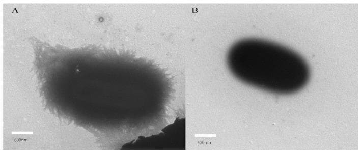 This diagnostic comparison uses transmission electron microscopy (TEM) to illustrate the morphological effects of dictamnine on Uropathogenic Escherichia coli (UPEC). Panel A depicts untreated UPEC, showing a dense periphery of fine, hair-like surface appendages known as fimbriae. These structures create a fuzzy, irregular cell border, which is critical for bacterial adhesion and invasion in urinary tract infections. Panel B shows a UPEC cell following treatment with dictamnine, a traditional Chinese medicine alkaloid. In this treated state, the bacterial surface appears significantly smoother with a marked reduction or complete loss of fimbriae, resulting in a distinct and well-defined cell boundary. This side-by-side visualization demonstrates the potential of dictamnine as a non-antibiotic agent that disrupts bacterial virulence by inhibiting fimbriae formation or maintenance, thereby reducing the pathogen's ability to adhere to uroepithelial cells.