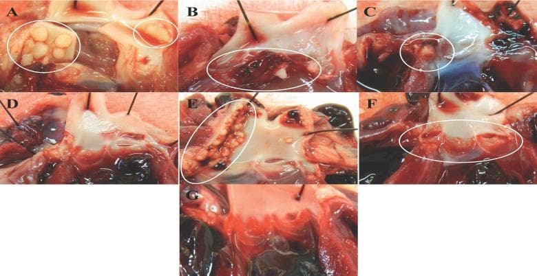 A composite clinical photograph showing seven panels (A-G) of gross anatomical specimens depicting experimental infective endocarditis (IE) in a rabbit model. The images focus on the aortic valve leaflets to demonstrate vegetation formation induced by Staphylococcus aureus enterotoxin gene cluster (egc) proteins. Panels A, B, C, E, and F show varying degrees of pathological vegetations (circled in white), appearing as nodular, yellowish-white masses (SElO, SElU) or reddish-brown thrombotic clusters (SElM, SEI). Morphology ranges from clustered, multifocal nodules to linear arrangements along the valve margins. In contrast, panels D (SEG) and G (Vector control) represent comparative groups where the valve leaflets remain relatively smooth, intact, and free of significant vegetation or inflammatory mass. The series illustrates how specific superantigens (SAgs) contribute to the pathogenesis and severity of valvular lesions in endocarditis, providing a visual comparison of lesion distribution, size, and color across different bacterial protein expressions.