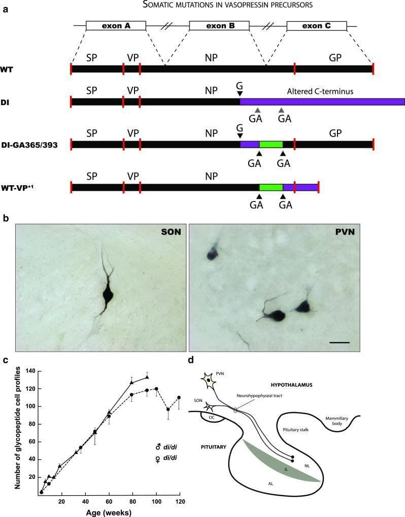 This composite educational image illustrates somatic mutations in vasopressin (VP) precursors, focusing on the homozygous Brattleboro rat model of diabetes insipidus. Panel (a) presents a molecular genetics schematic comparing wild-type (WT) VP gene structure (exons A, B, and C) with mutant forms (DI, DI-GA365/393, and WT-VP+1). It highlights a single base deletion (G) in the DI mutant causing an altered C-terminus, and secondary GA deletions that restore the reading frame in the DI-GA365/393 variant. Panel (b) features immunohistochemistry of the rat hypothalamus, showing VP-immunoreactive neurons in the supraoptic nucleus (SON) and paraventricular nucleus (PVN), demonstrating the visual result of frame-restoring somatic mutations. Panel (c) is a line graph depicting the age-dependent increase of glycopeptide-positive cell profiles in both male and female rats, indicating a steady rate of post-mitotic mutation. Panel (d) provides an anatomical diagram of the hypothalamus-pituitary axis, illustrating the axonal transport of neurosecretory granules from SON and PVN neurons through the neurohypophyseal tract to the neural lobe (NL) of the pituitary gland.