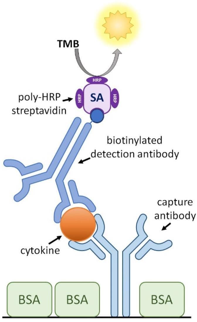 This medical diagram illustrates the schematic configuration of a cytokine capture Enzyme-Linked Immunosorbent Assay (ELISA), a diagnostic tool used in immunology. The process is depicted through a vertical assembly of molecular components. At the foundation, a capture antibody is anchored to a surface blocked by bovine serum albumin (BSA), shown as green rectangular blocks. This capture antibody is bound to a specific target molecule, a cytokine, represented as an orange sphere. Above the cytokine, a biotinylated detection antibody is attached, creating a sandwich complex. The biotin tag (dark blue circle) on the detection antibody is bound to a streptavidin (SA) molecule, which is conjugated with multiple horse radish peroxidase (HRP) enzymes (poly-HRP). At the apex, the HRP catalyzes a reaction with the substrate 3,3’,5,5’-Tetramethylbenzidine (TMB), resulting in a visual or chemical signal, depicted by a yellow light icon. This infographic effectively demonstrates the sequential binding and signal amplification logic used in laboratory medicine to quantify proteins such as IL-2, IL-6, or IFN-γ.