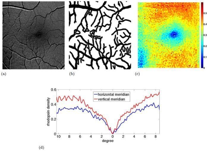 This composite image illustrates the spatial quantification and mapping of rod rhodopsin density in the human retina. Panel (a) shows an initial grayscale rhodopsin map derived from multispectral autofluorescence imaging, where retinal vasculature is visible as dark branching structures. Panel (b) displays a smooth vessel mask used for image inpainting. Panel (c) is the final heat map representing the distribution of rhodopsin optical density (absorbance at 488nm). The central fovea is shown in dark blue, indicating a physiological absence of rhodopsin. Moving eccentrically, the density increases toward the periphery, with the highest concentrations (red/orange) observed in the superior retina. Panel (d) provides a line graph of rhodopsin density profiles along the horizontal (blue) and vertical (red) meridians. Both profiles show a minimum at 0 degrees (fovea) and an increase with eccentricity. The vertical meridian demonstrates a more rapid rate of increase in rhodopsin density compared to the horizontal meridian, reflecting the anatomical distribution of rod photoreceptors.