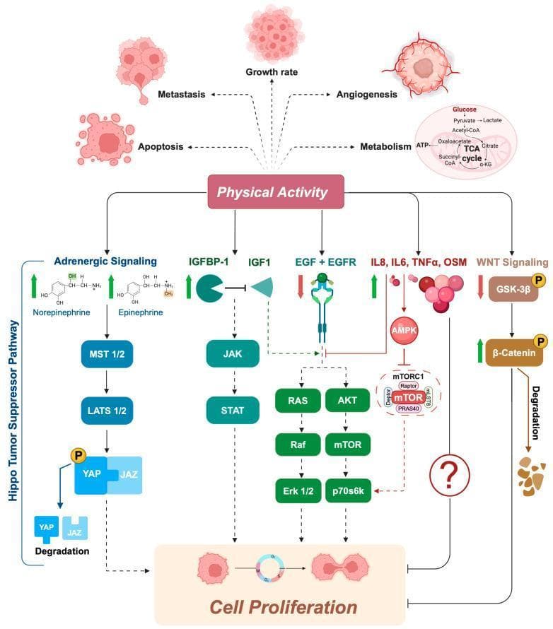This pathophysiology diagram illustrates the multi-pathway signaling mechanisms by which physical activity inhibits cancer cell proliferation and influences tumor hallmarks. The central 'Physical Activity' node links to five distinct regulatory axes. 1) Adrenergic Signaling: Increased norepinephrine and epinephrine activate the Hippo Tumor Suppressor Pathway (MST 1/2 and LATS 1/2), leading to YAP/TAZ phosphorylation and degradation. 2) IGF-1 Axis: Increased IGFBP-1 levels inhibit IGF1, thereby suppressing JAK/STAT signaling. 3) EGF Axis: Decreased EGF/EGFR activity downregulates the RAS/Raf/Erk and AKT/mTOR pathways. 4) Myokine/Cytokine Axis: Elevated IL-8, IL-6, TNF̡, and OSM trigger AMPK, which inhibits the mTORC1 complex. 5) WNT Signaling: Physical activity decreases GSK-3̢ phosphorylation, promoting ̢-catenin degradation. These combined molecular shifts collectively lead to decreased cell proliferation and also influence apoptosis, metastasis, growth rate, angiogenesis, and metabolic processes such as the TCA cycle. The diagram uses standard flow logic (arrows for activation, T-bars for inhibition) to explain the anti-tumorigenic systemic effects of exercise.