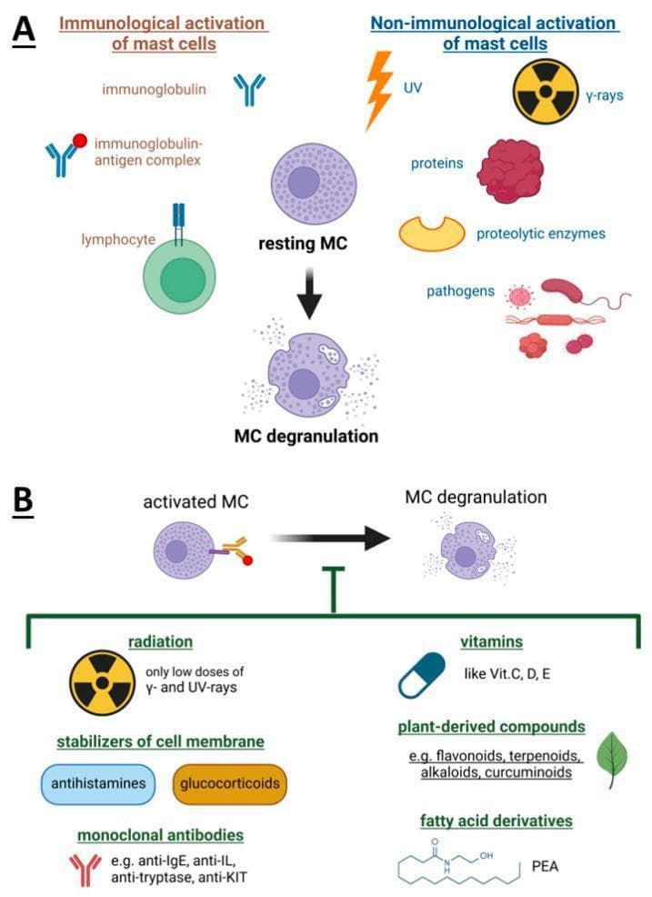 Educational medical diagram illustrating the activation and inhibition of mast cell (MC) degranulation. Section A depicts activation pathways. Immunological activation involves immunoglobulins (IgE), immunoglobulin-antigen complexes, and lymphocyte interactions. Non-immunological triggers include UV/gamma radiation, proteins, proteolytic enzymes, and pathogens. The central visual shows a transition from a 'resting MC' to 'MC degranulation,' characterized by the release of intracellular granules. Section B illustrates inhibitors of the degranulation process. These include pharmacological agents like membrane stabilizers (antihistamines, glucocorticoids) and monoclonal antibodies (anti-IgE, anti-IL, anti-tryptase, anti-KIT). Other listed inhibitory factors include low-dose radiation (UV and gamma), vitamins (C, D, E), plant-derived compounds (flavonoids, curcuminoids), and fatty acid derivatives like Palmitoylethanolamide (PEA). The diagram is designed for cellular immunology education, focusing on therapeutic targets for hypersensitivity reactions and anaphylaxis management.