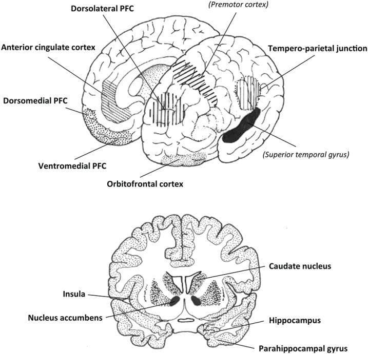 This anatomical diagram presents two schematic views of the human brain highlighting neuroanatomical regions associated with social cognition, reward processing, and the oxytocinergic system. The top illustration provides a combined medial and lateral view of the cerebral hemisphere. Labeled regions include the dorsolateral, dorsomedial, and ventromedial prefrontal cortex (PFC), as well as the anterior cingulate cortex and orbitofrontal cortex. The diagram also identifies the tempero-parietal junction, superior temporal gyrus, and premotor cortex. Shaded patterns distinguish specific cortical zones. The bottom illustration shows a coronal cross-section of the brain, depicting deep subcortical and limbic structures. Key labels include the caudate nucleus, nucleus accumbens, insula, hippocampus, and parahippocampal gyrus. The diagram effectively maps the spatial relationships between the prefrontal lobes, the temporal lobe, and the basal ganglia, illustrating the neural networks involved in complex human behaviors such as empathy, trust, and musicality.