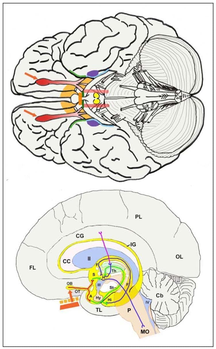 This medical illustration depicts the human olfactory pathway through dual neuroanatomical perspectives: a ventral view (top) and a composite sagittal view (bottom). The ventral image highlights key structures using a color-coded schema: the olfactory bulbs and tracts (red/pink), anterior perforated substance and septal area (orange-yellow), anterior commissure (orange bar), pre-piriform cortex (green), entorhinal cortex (pale blue), and amygdala (purple). Yellow mammillary bodies and pale red medial forebrain bundles are also shown centrally.
The sagittal view illustrates the pathway starting from the olfactory epithelium (red bar) through the cribriform plate to the olfactory bulb (OB). It maps secondary and tertiary projections (coded in green, dark blue, and purple) to various regions including the thalamus (Th), hypothalamus (Hy), hippocampus (Hi), and cingulate gyrus (CG). Major landmarks such as the corpus callosum (CC), ventricles (II, III, IV), and brainstem (Pons, Medulla Oblongata) provide anatomical context. This diagram is designed for neuroanatomical education, specifically illustrating the limbic connections of the olfactory system and its relative spatial distribution within the brain.