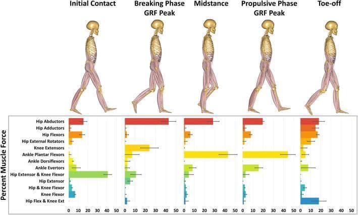 This infographic illustrates the biomechanics of the human gait cycle through five distinct events: Initial Contact, Breaking Phase Ground Reaction Force (GRF) Peak, Midstance, Propulsive Phase GRF Peak, and Toe-off. The visual combines anatomical musculoskeletal diagrams of the lower limb and torso with corresponding horizontal bar charts. The charts quantify the percentage of total muscle force contributed by specific functional muscle groups at each stage. Key highlights include the dominance of hip extensors and knee flexors during initial contact, a shift to hip abductors and knee extensors during the breaking phase, and the high output of ankle plantar flexors during the propulsive phase. The musculoskeletal diagrams represent the alignment of the pelvis, hip, knee, and ankle joints in relation to the center of mass and ground contact. This resource is designed for physical therapy, kinesiology, and orthopedic education to demonstrate the dynamic recruitment of muscle groups (such as hip abductors, adductors, flexors, and ankle dorsiflexors) throughout the walking stance phase.
