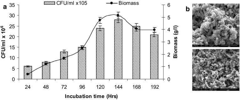 Educational microbiology graphic consisting of a growth curve plot (1a) and scanning electron micrographs (1b) documenting a bacterial consortium's development. Panel (a) presents a dual-axis line and bar graph showing the relationship between incubation time (24–192 hours), bacterial colony-forming units (CFU/mL x 10^6), and biomass concentration (g/L). The growth kinetics demonstrate a logarithmic increase in both parameters, peaking at 144 hours with a biomass of approximately 5.15 g/L and a CFU count of 28 x 10^6, followed by a slight decline indicating the stationary or death phase. Panel (b) features two scanning electron micrographs (SEM) at different magnifications, visualizing the bacterial morphology. The microbes are characterized as densely packed, rod-shaped bacilli forming a thick, interconnected biofilm matrix. The rough surface texture suggests the presence of an extracellular polymeric substance (EPS) coating. This figure illustrates bacterial growth dynamics and structural arrangement relevant to microbial degradation processes in biomedical or environmental health contexts.