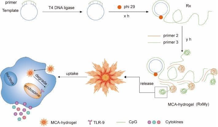 This schematic illustration outlines the synthesis and immunostimulatory pathway of CpG-MCA hydrogels. The process begins with DNA synthesis steps: 1) Annealing a long single-stranded DNA template with a primer, followed by ligation with T4 DNA ligase to form a circular template; 2) Rolling circle amplification (RCA) and multi-primed chain amplification (MCA) using phi29 DNA polymerase. This enzymatic reaction results in concatemer DNA that self-assembles into a complex 'nanoflower' structure, identified as the MCA-hydrogel. The second part of the diagram depicts the cellular mechanism within an immune cell, likely a macrophage. The MCA-hydrogel is internalized via cellular uptake and sequestered within an endosome. Once inside, the hydrogel undergoes degradation, releasing CpG motifs that interact with Toll-like receptor 9 (TLR-9). This signaling pathway culminates in the secretion of cytokines (e.g., TNF-̑ and IL-6) from the cell, illustrating the gel's potential as a potent immunostimulant for tumor immunotherapy.