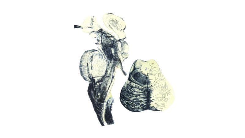 This medical illustration comprises two detailed anatomical sketches of the human brainstem from Jakob's Atlas of the Nervous System (1901). On the left, a sagittal section illustrates the vertical orientation of the brainstem, extending from the superior midbrain and diencephalon regions down through the bulbous pons and narrowing into the medulla oblongata. The sketch uses fine stippling and hatching to differentiate tissue densities, highlighting fiber tract trajectories and the prominent ventral protrusion of the pons. On the right, an axial cross-section through the pons is shown. This view reveals the internal architecture of the pontine tegmentum and the basilar part of the pons. The left side of the axial view is heavily shaded to demonstrate the dense arrangement of transverse pontine fibers and corticospinal tracts, while the right side features anatomical labels and light outlines to designate specific nuclei and nerve pathways. This historical clinical imaging reference is utilized in neuroanatomy education to map critical nuclei and tracts relevant to neurosurgical planning and the study of brainstem lesions.