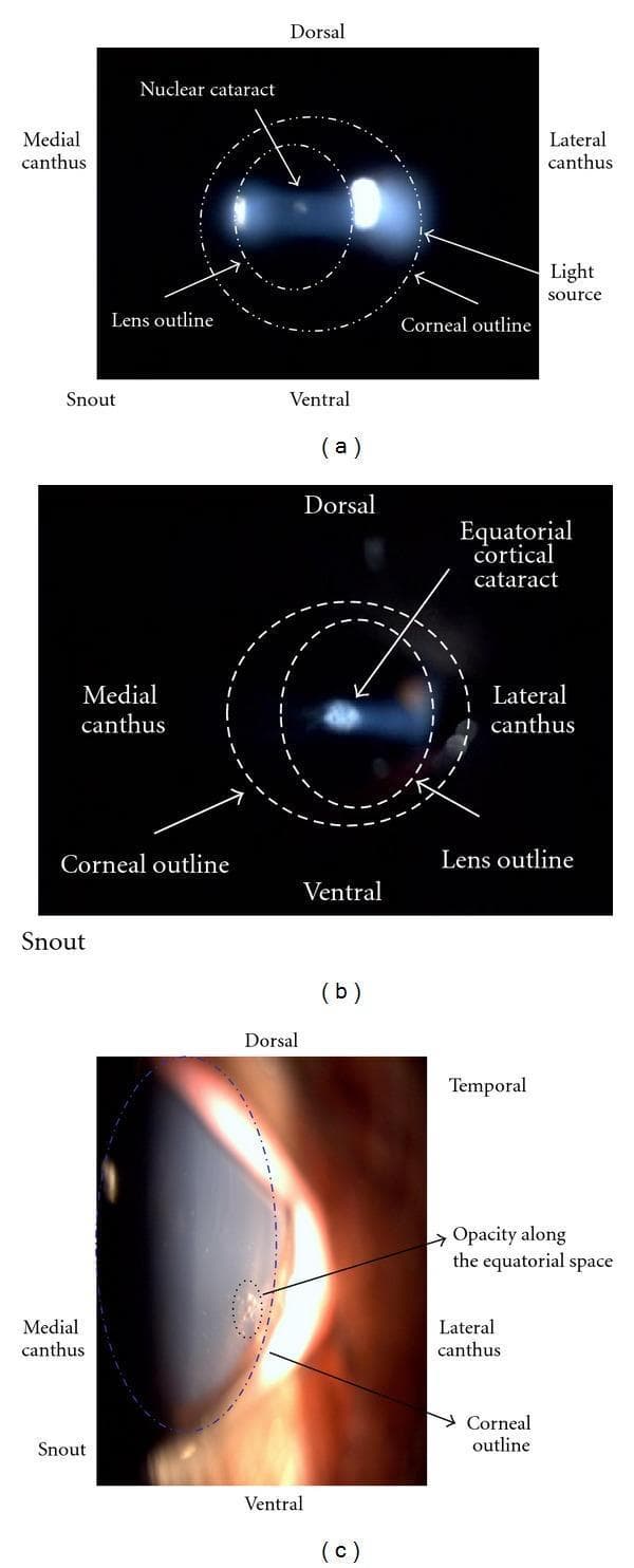 A composite of three ophthalmic images (a, b, and c) illustrating different types and modalities for visualizing lens opacities (cataracts). Image (a) is a slit lamp photograph of an eye showing a nuclear cataract, characterized by a central, concentrated opacity located within the lens outline along the light axis. Image (b) shows an equatorial cortical cataract via slit lamp examination, presenting as a less defined opacity toward the periphery of the lens. Image (c) provides an external ocular photograph of the same eye in (b), highlighting a focal opacity along the equatorial space near the lateral canthus. The images include anatomical annotations (dorsal, ventral, medial canthus, lateral canthus, and snout) to provide orientation within a veterinary or animal research model context. Dotted outlines distinguish the corneal and lens boundaries. This comparison demonstrates the morphological differences between nuclear and cortical lens changes and the varying visualization achieved through different clinical imaging techniques.
