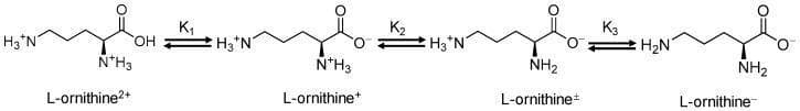 This biochemical diagram illustrates the ionization equilibrium of L-ornithine, a basic amino acid involved in the urea cycle and ammonia detoxification. The diagram displays four distinct ionic states (L-ornithine2+, L-ornithine+, L-ornithine±, and L-ornithine-) transitioning via sequential deprotonation. The first transition (K1) shows the deprotonation of the carboxylic acid group (COOH to COO-). The second transition (K2) depicts the deprotonation of the terminal delta-amino group (NH3+ to NH2), leading to the zwitterionic form (L-ornithine±). The final transition (K3) represents the deprotonation of the alpha-amino group on the chiral carbon, resulting in the negatively charged anionic form (L-ornithine-). Each step is labeled with its respective equilibrium constant (K1, K2, K3), illustrating the chemical behavior of the molecule across a pH gradient. This clinical chemistry schematic is essential for understanding the pharmacology of L-ornithine L-aspartate used in treating hepatic encephalopathy.