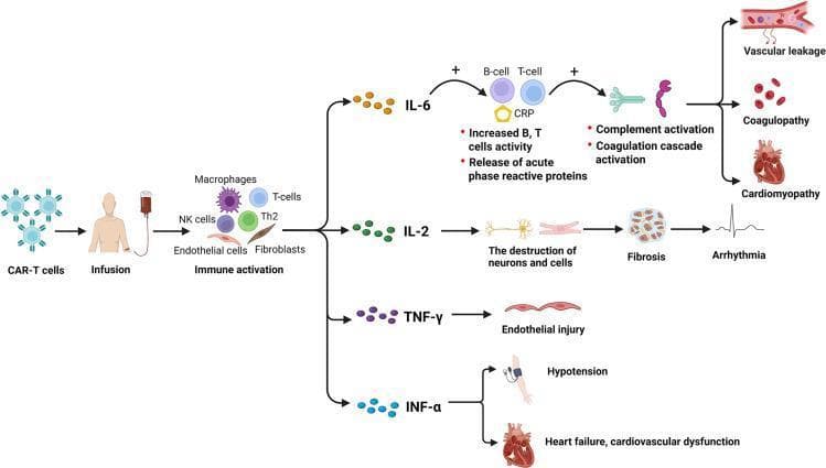 This pathophysiology diagram illustrates the cytokine-mediated mechanisms leading to cardiovascular toxicities following Chimeric Antigen Receptor (CAR)-T cell therapy. The flowchart begins with CAR-T cell infusion, progressing to immune activation involving macrophages, NK cells, T-cells, endothelial cells, and fibroblasts. This activation triggers the release of four primary cytokines: IL-6, IL-2, TNF-γ, and INF-α. IL-6 pathways show increased B-cell/T-cell activity and C-reactive protein (CRP) release, leading to complement and coagulation cascade activation, resulting in vascular leakage, coagulopathy, and cardiomyopathy. IL-2 pathways depict the destruction of neurons and cells leading to fibrosis and arrhythmia (illustrated by an ECG tracing). TNF-γ is linked to endothelial injury. INF-α pathways demonstrate outcomes of hypotension (depicted by a blood pressure cuff) and heart failure/cardiovascular dysfunction. The diagram serves as an educational tool for understanding the systemic inflammatory response and targeted cardiovascular adverse effects of cellular immunotherapy.