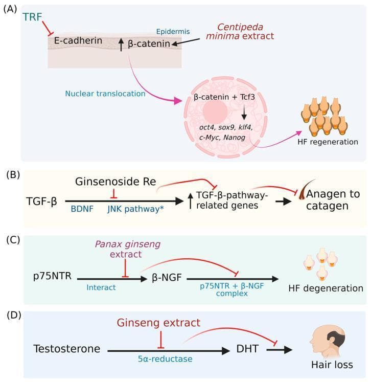 This pathophysiology diagram illustrates four distinct molecular mechanisms (A-D) through which various phytochemicals influence the hair growth cycle and prevent hair loss. Panel A focuses on the Wnt/β-catenin pathway: Tocotrienol-rich fraction (TRF) inhibits E-cadherin, while Centipeda minima extract activates β-catenin, facilitating its nuclear translocation and binding with Tcf3 to induce transcription factors (oct4, sox9, klf4, c-Myc, Nanog) for hair follicle (HF) regeneration. Panel B shows the TGF-β pathway: Ginsenoside Re inhibits the activation of TGF-β-pathway-related genes (stimulated by BDNF and JNK), thereby preventing the transition from anagen to catagen phase. Panel C depicts the neurotrophin pathway: Panax ginseng extract inhibits the interaction between p75NTR and β-NGF, preventing the formation of a complex that leads to HF degeneration. Panel D illustrates the androgenic pathway: Ginseng extract inhibits the enzyme 5α-reductase, blocking the conversion of testosterone to dihydrotestosterone (DHT) to mitigate hair loss. The diagram uses standard notation where arrows signify activation and T-bars signify inhibition.