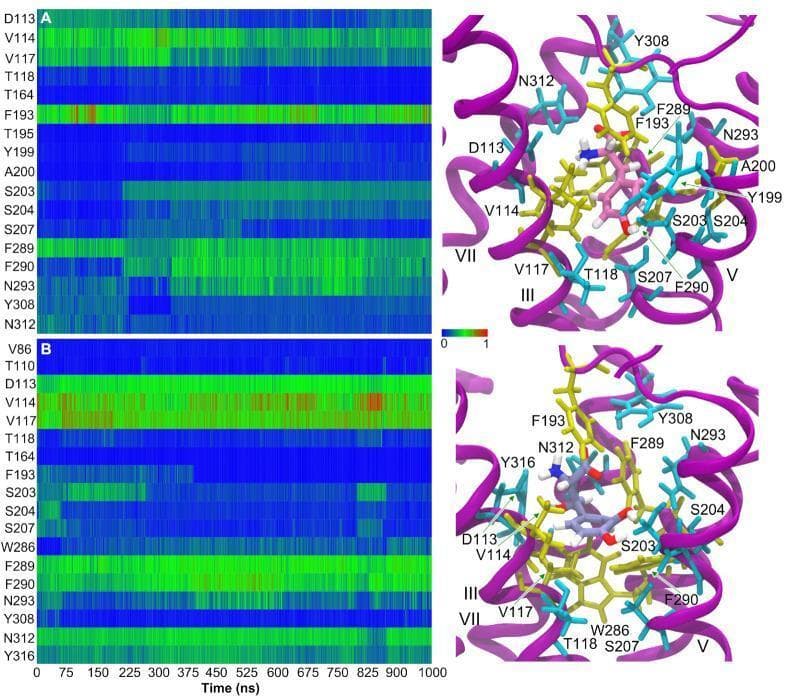 This composite educational graphic illustrates the molecular dynamics (MD) simulation results of L-DOPA and Droxidopa interacting with the human beta-2 adrenergic receptor (β2AR). On the left, two contact maps (A and B) quantify the normalized number of contacts between specific receptor residues and the respective ligands over a 1-microsecond (1000 ns) trajectory. The heatmaps use a color scale where blue represents low interaction and red indicates high interaction intensity. L-DOPA (A) shows significant persistence with residues F193 and F289, while Droxidopa (B) exhibits stronger sustained contacts with V114, F289, and N312. On the right, 3D structural snapshots depict the ligands docked within the binding pocket formed by the transmembrane helices (magenta ribbons). The receptor side chains are color-coded to distinguish chemical properties: hydrophilic residues are shown in cyan and hydrophobic residues in yellow. Labeled amino acids (e.g., D113, S203, N293) highlight the spatial arrangement and hydrogen bonding network essential for catecholamine binding. This material serves to teach the principles of pharmacological binding, receptor-ligand stability, and the structural basis of G protein-coupled receptor (GPCR) activation.