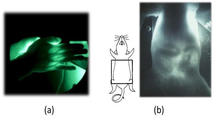 This composite diagnostic image demonstrates Near-Infrared Transillumination (NIR-TI) imaging applied to human and animal subjects. Image (a) shows an adult human hand where NIR light reveals a complex peripheral vein network. The vessels appear as dark, thick, curvilinear structures against the high-contrast back-illumination of the surrounding soft tissue. The image illustrates varying degrees of vessel sharpness, with shallower veins appearing crisp and deeper-seated vessels exhibiting increased blurring due to photon scattering. Image (b) presents a transillumination view of a rat abdomen, accompanied by a schematic diagram indicating the anatomical region of interest. The NIR-TI capture allows for the visualization of internal abdominal structures, including shadows corresponding to the intestines. This modality utilizes the biological spectral window to penetrate thick tissues, enabling real-time monitoring of physiological processes like intestinal peristalsis without exogenous contrast agents. The educational focus is on the principles of light absorption by hemoglobin and the application of transillumination for non-invasive subsurface imaging and potential 3D structural reconstruction.