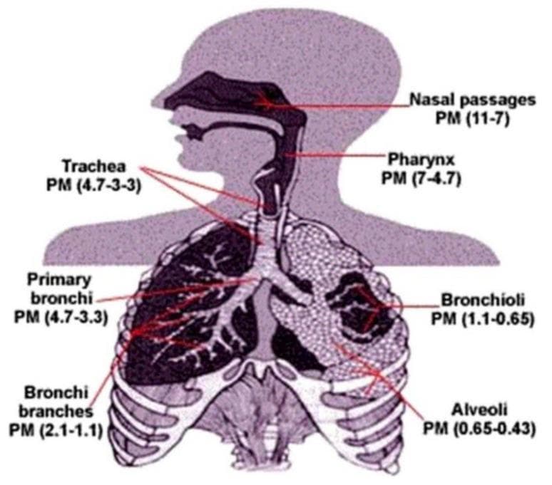 This medical anatomical diagram illustrates the human respiratory system in a sagittal and coronal cross-section, specifically highlighting the deposition potential of particulate matter (PM) based on particle size (measured in micrometers) across various anatomical regions. The diagram maps specific PM ranges to key structures: the nasal passages (11-7 µm), pharynx (7-4.7 µm), trachea and primary bronchi (4.7-3.3 µm), bronchi branches (2.1-1.1 µm), bronchioli (1.1-0.65 µm), and the alveoli (0.65-0.43 µm). Visually, the image shows the transition from the upper respiratory tract to the lower deep lung structures, demonstrating a clear inverse relationship where larger particles are filtered in the upper airways and smaller, fine particles reach the terminal alveoli. This educational visual is relevant for environmental health, pulmonology, and pathophysiology, illustrating how inhaled pollutants distribute based on their aerodynamic diameter and the risk factors associated with deep pulmonary penetration of fine particulate matter.