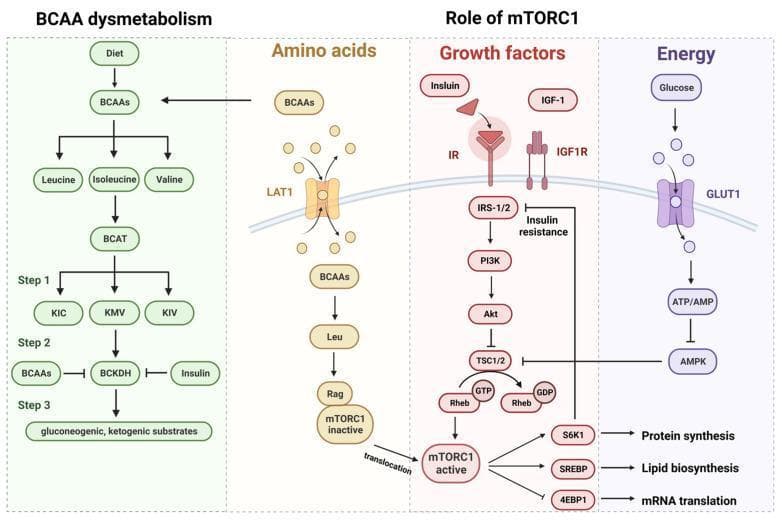 This medical illustration details the metabolic and signaling pathways linking branched-chain amino acids (BCAAs) to Type 2 Diabetes Mellitus (T2DM) and insulin resistance. The diagram is divided into four integrated sections: 'BCAA dysmetabolism', 'Amino acids', 'Growth factors', and 'Energy'. The BCAA dysmetabolism section outlines the progression from diet to the catabolism of Leucine, Isoleucine, and Valine into alpha-keto acids (KIC, KMV, KIV) via BCAT. It highlights the critical regulation point at the BCKDH complex, influenced by insulin and BCAA levels, leading to gluconeogenic and ketogenic substrates. The central portion focuses on the 'Role of mTORC1', showing how BCAAs enter the cell via LAT1 and, together with growth factors (Insulin/IR and IGF-1/IGF1R), activate the PI3K-Akt pathway. This signaling cascade inhibits TSC1/2, allowing Rheb-GTP to activate mTORC1. Active mTORC1 then drives protein synthesis (S6K1), lipid biosynthesis (SREBP), and mRNA translation (4EBP1). Notably, the diagram illustrates a feedback loop where S6K1 promotes insulin resistance by inhibiting IRS-1/2. The 'Energy' section shows glucose uptake via GLUT1 influencing the ATP/AMP ratio and AMPK, which acts as a negative regulator of the mTORC1 pathway.