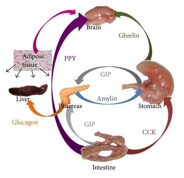 This pathophysiology diagram illustrates the complex endocrine feedback loops involved in human food-intake control and energy homeostasis. The figure features a circular arrangement of key anatomical components: the brain, stomach, intestine, pancreas, liver, and adipose tissue (depicted as a histological section). Interactions are represented by color-coded directional arrows labeled with specific peripheral signals. Key pathways shown include: Ghrelin signaling from the stomach to the brain; Peptide YY (PYY) signaling from the intestine to the brain and adipose tissue; Cholecystokinin (CCK) and Glucose-dependent insulinotropic polypeptide (GIP) from the intestine targeting the stomach and pancreas; Amylin from the pancreas to the stomach; and Glucagon signaling between the pancreas and liver. The diagram demonstrates the integration of central nervous system processing with gastrointestinal and metabolic signals to regulate appetite, satiety, and glucose metabolism. This visual is designed for intermediate to advanced medical education in endocrinology and physiology, highlighting the multiorgan dialogue that maintains metabolic balance.