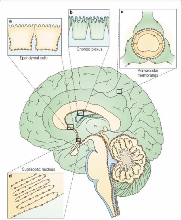 This medical illustration presents a sagittal section of the human brain, detailing the regional distribution and cellular localization of water channel proteins Aquaporin-1 (AQP1) and Aquaporin-4 (AQP4). A central anatomical diagram uses blue markers for AQP1 and orange markers for AQP4, with four high-magnification insets (a-d) demonstrating specific cellular niches. Inset (a) shows AQP4 localized to the basolateral membrane of ependymal cells lining the ventricles. Inset (b) depicts AQP1 expressed at the apical membrane of choroid plexus epithelial cells, facilitating cerebrospinal fluid (CSF) secretion. Inset (c) illustrates AQP4 concentrated in astrocytic end-feet at the perivascular membrane surrounding brain capillaries and the glia limitans externa. Inset (d) shows AQP4 expression in the glial lamellae of the supraoptic nucleus and other osmosensitive regions. The diagram also illustrates regional parenchymal gradients, such as those in the neocortex and cerebellum. This schematic is designed for neuroanatomy and neurophysiology education, emphasizing the molecular mechanisms of water transport and CSF dynamics within the central nervous system.