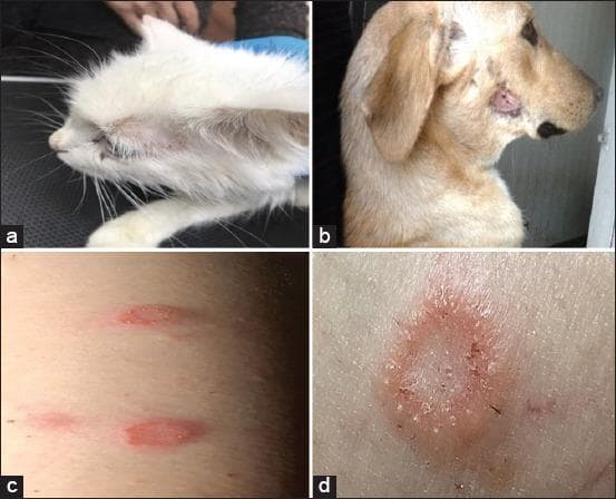 This composite clinical photograph illustrates dermatophytosis (ringworm) across multiple species, highlighting zoonotic transmission and comparative morphology. Panel (a) shows a white cat with a periocular lesion characterized by focal alopecia and mild erythema. Panel (b) depicts a dog with a well-defined, circular erythematous plaque on the lateral muzzle, exhibiting crusting and central hair loss. Panels (c) and (d) focus on human cutaneous manifestations. Panel (c) shows multiple small, oval, erythematous maculopapular lesions on the trunk. Panel (d) provides a close-up of a classic tinea corporis lesion, featuring a distinctive annular (ring-shaped) morphology with a raised, erythematous, scaly border and relative central clearing. The educational focus of the image is to demonstrate the clinical presentation of Microsporum or Trichophyton infections, emphasizing the varied presentation of scale, alopecia, and circular erythema across feline, canine, and human hosts, which is essential for diagnosing fungal skin infections in clinical and veterinary practice.