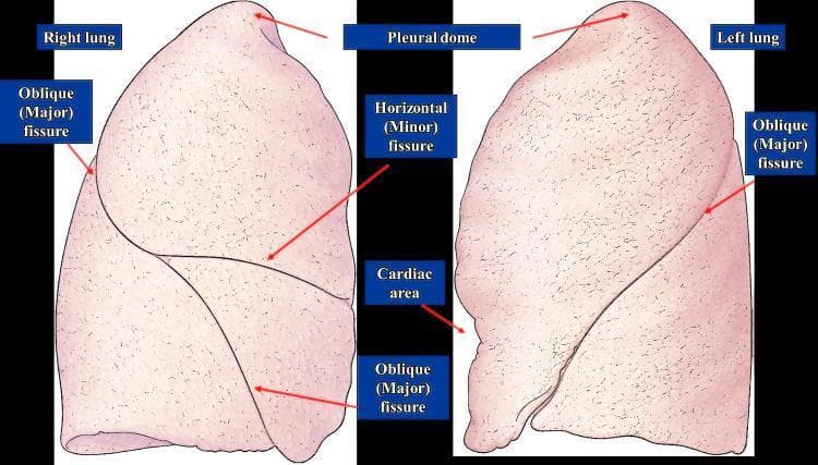 This anatomical diagram provides a lateral and medial perspective of the human right and left lungs, highlighting pulmonary lobar anatomy and surface landmarks. The right lung illustration demonstrates two fissures: the oblique (major) fissure, which runs diagonally, and the horizontal (minor) fissure, which branches anteriorly from the oblique fissure to separate the lung into three lobes (superior, middle, and inferior). The left lung illustration displays a single oblique (major) fissure, dividing it into two lobes (superior and inferior). Key anatomical features labeled include the 'Pleural dome' at the apex of both lungs and the 'Cardiac area'—a distinct indentation on the medial aspect of the left lung where the heart resides. The diagram effectively illustrates the morphological differences between the lungs, specifically the more complex fissural pattern of the right lung compared to the two-lobed structure of the left lung. This visual is designed for medical education regarding respiratory anatomy, thoracic landmarks, and surgical or diagnostic localization.